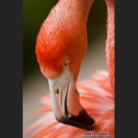 58_flamingo_2.jpg