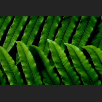 bernard-spragg-new-zealand-fern.jpg